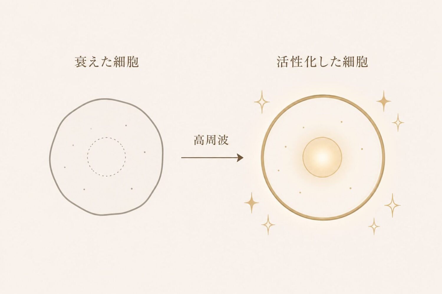 WINBACKによる細胞活性化イメージ ao. 鹿児島