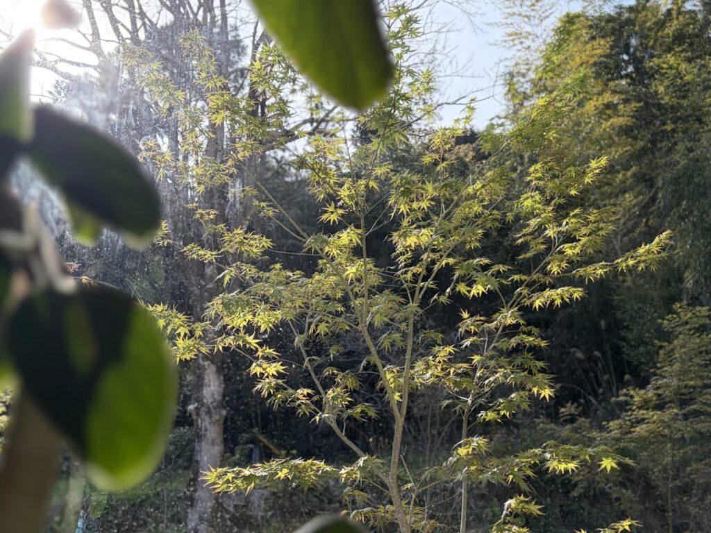 サロンの窓から見える緑。鹿児島市下福元町の森の中